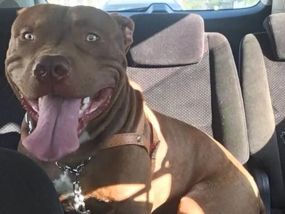 Cachorro ra a Labrador e Pitbull idade 4 anos nome Bob e Jack