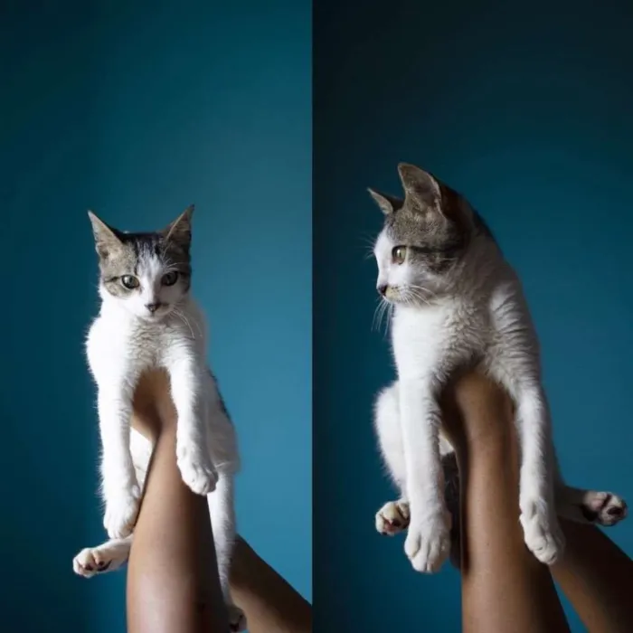 Gato ra a Vira Lata idade 2 a 6 meses nome Vênus