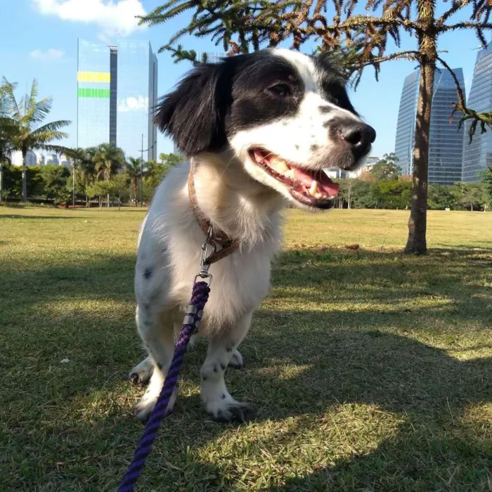 Cachorro ra a Mestiço idade 4 anos nome Apollo