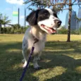 Apollo