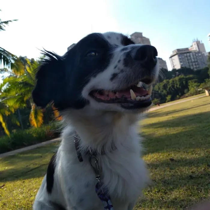 Cachorro ra a Mestiço idade 4 anos nome Apollo