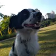 Apollo