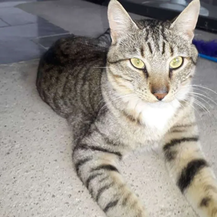 Gato ra a SRD idade 7 a 11 meses nome Artur