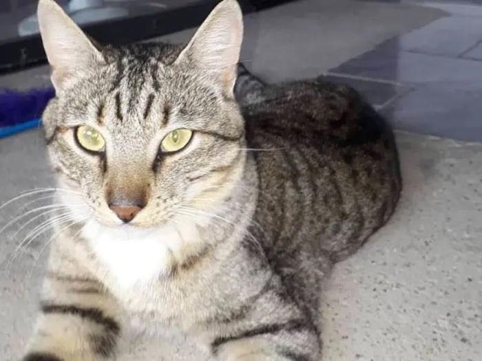 Gato ra a SRD idade 7 a 11 meses nome Artur