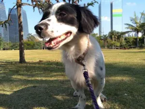 Cachorro raça Mestiço idade 4 anos nome Apollo