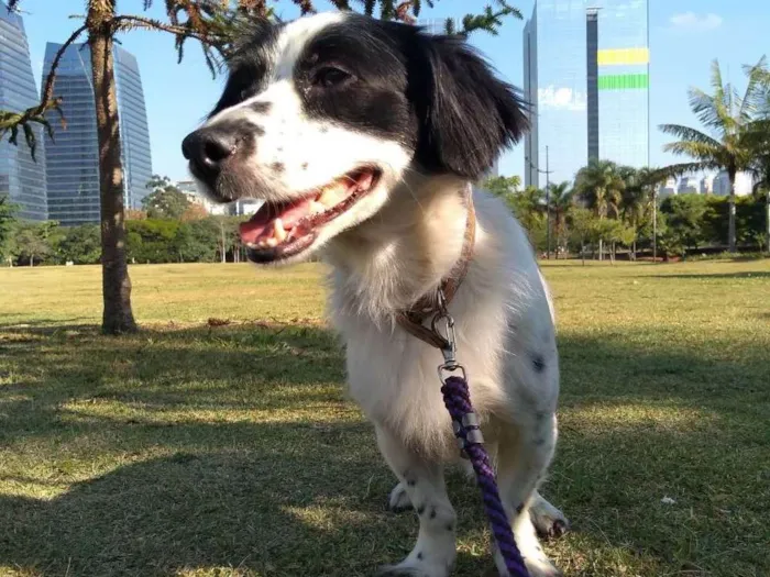 Cachorro ra a Mestiço idade 4 anos nome Apollo