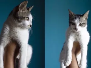 Gato raça Vira Lata idade 2 a 6 meses nome Vênus