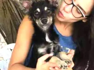 Gato raça Srd idade 2 a 6 meses nome Jhony