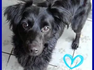 Cachorro raça  idade 2 anos nome Boomer 