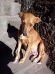 Xuxa