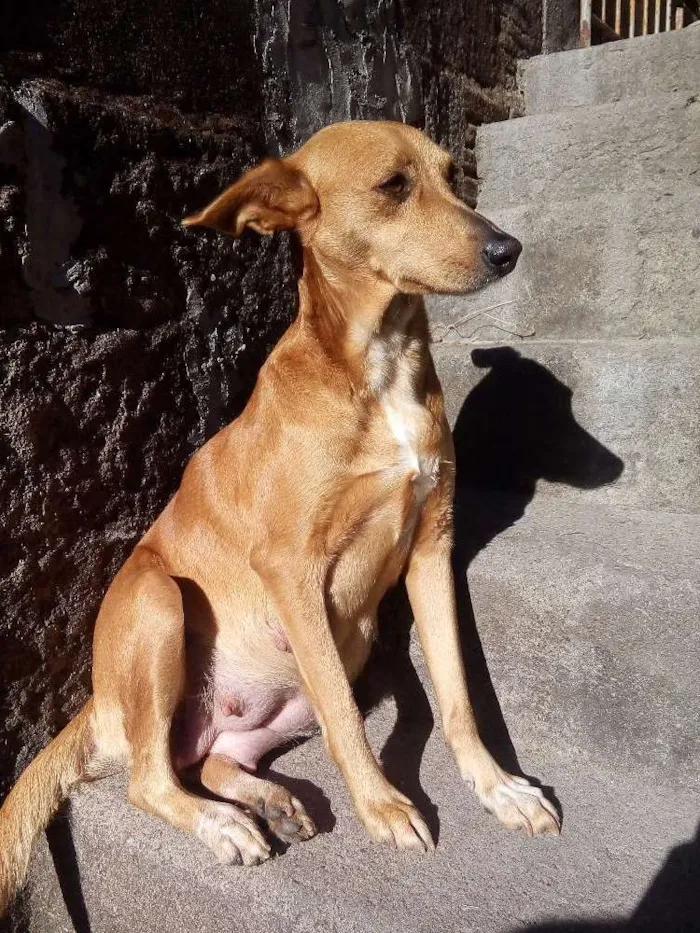 Cachorro ra a vira lata idade 4 anos nome Xuxa