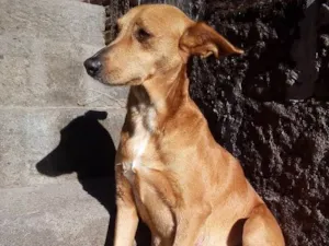 Cachorro raça vira lata idade 4 anos nome Xuxa