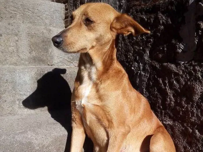 Cachorro ra a vira lata idade 4 anos nome Xuxa