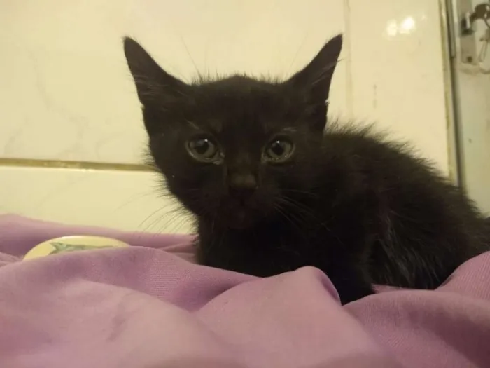 Gato ra a srd idade Abaixo de 2 meses nome gatinhas
