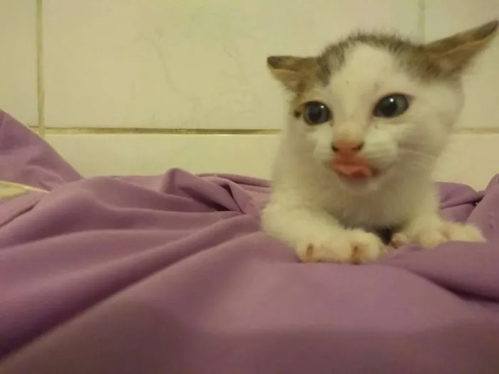 Gato ra a srd idade Abaixo de 2 meses nome gatinhas