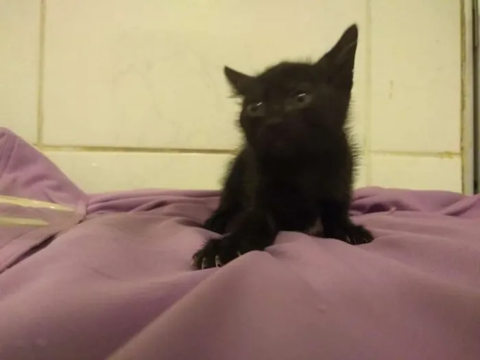 Gato ra a srd idade Abaixo de 2 meses nome gatinhas