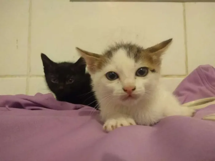Gato ra a srd idade Abaixo de 2 meses nome gatinhas