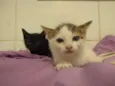 gatinhas