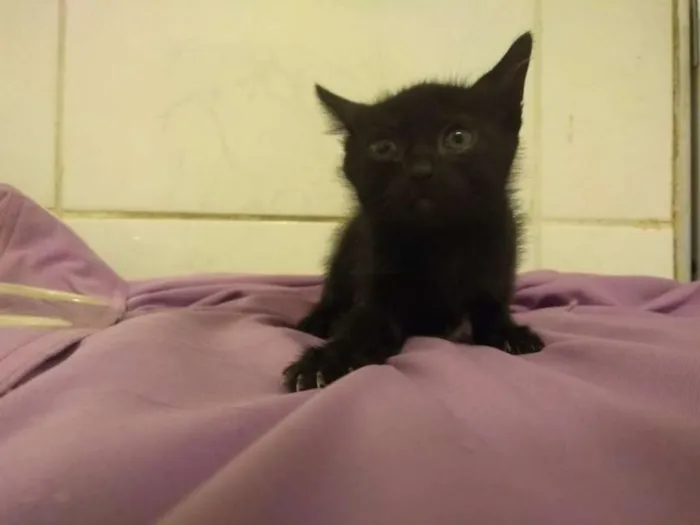 Gato ra a srd idade Abaixo de 2 meses nome gatinhas