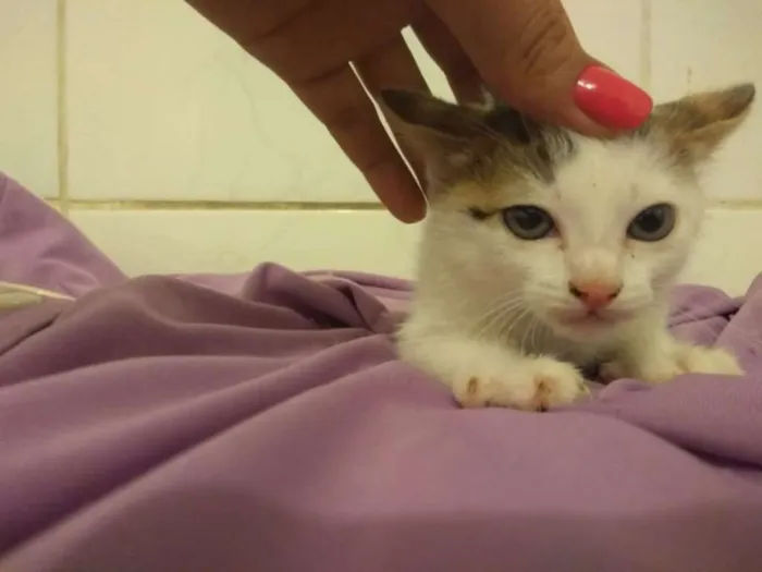 Gato ra a srd idade Abaixo de 2 meses nome gatinhas