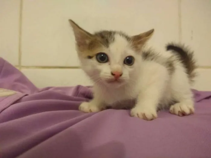 Gato ra a srd idade Abaixo de 2 meses nome gatinhas