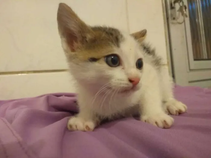 Gato ra a srd idade Abaixo de 2 meses nome gatinhas