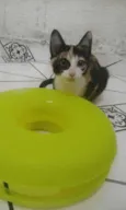 gatinha