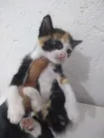 gatinha