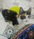 gatinha