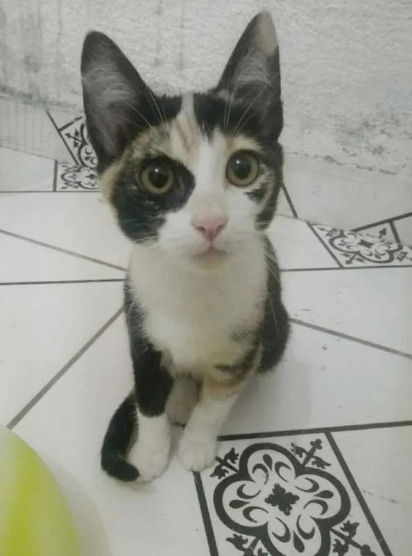 Gato ra a SRD idade 2 a 6 meses nome gatinha