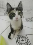 gatinha