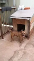 Menino