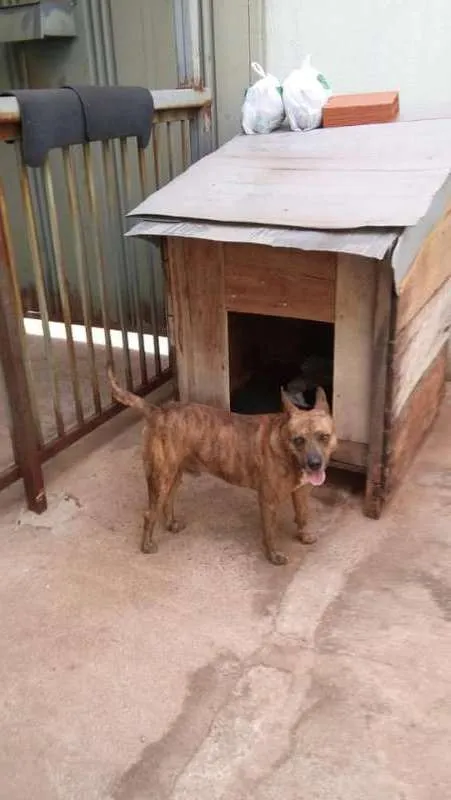 Cachorro ra a Pit-Bull idade 5 anos nome Menino