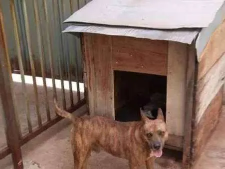 Cachorro ra a Pit-Bull idade 5 anos nome Menino