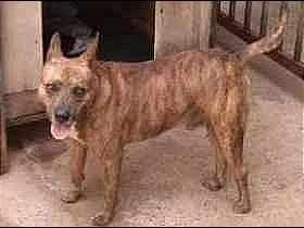 Cachorro ra a Pit-Bull idade 5 anos nome Menino