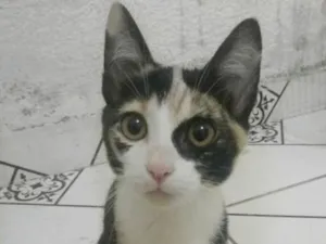 Gato raça SRD idade 2 a 6 meses nome gatinha