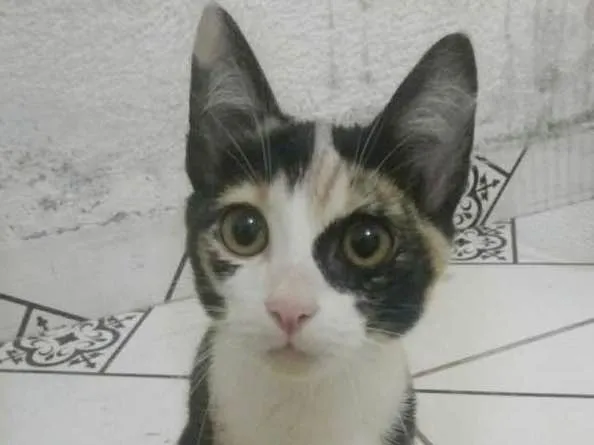 Gato ra a SRD idade 2 a 6 meses nome gatinha
