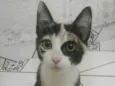 gatinha