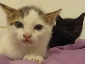 Gato raça srd idade Abaixo de 2 meses nome gatinhas