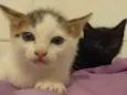gatinhas