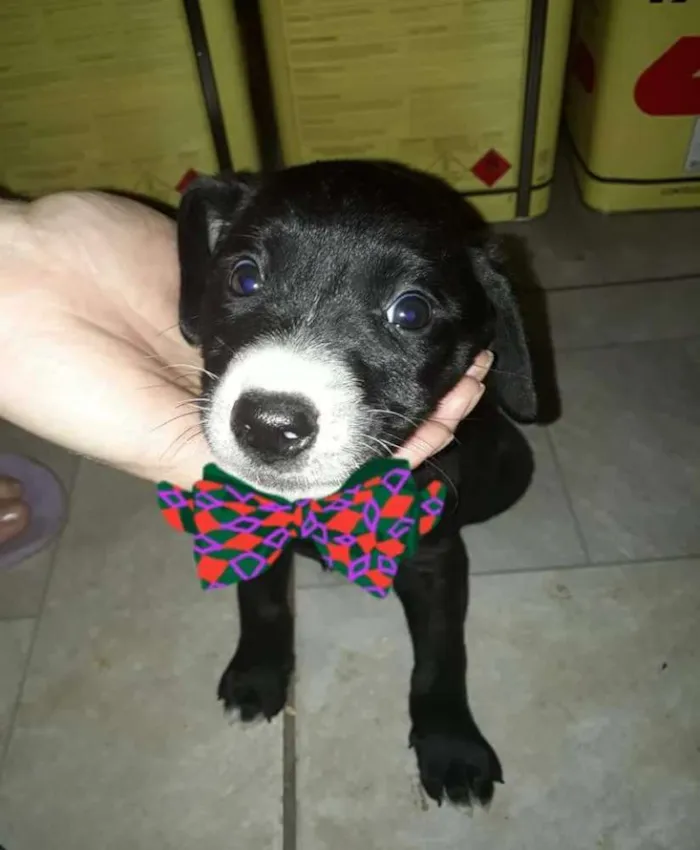 Cachorro ra a  idade 2 a 6 meses nome Filhotes Diadema 2