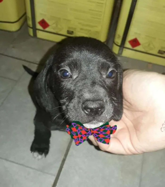 Cachorro ra a  idade 2 a 6 meses nome Filhotes Diadema 2