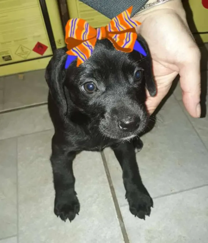 Cachorro ra a  idade 2 a 6 meses nome Filhotes Diadema 2