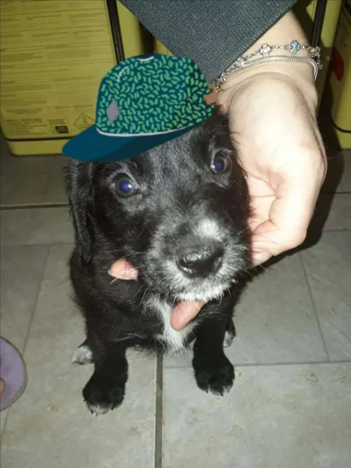 Cachorro ra a  idade 2 a 6 meses nome Filhotes Diadema 2