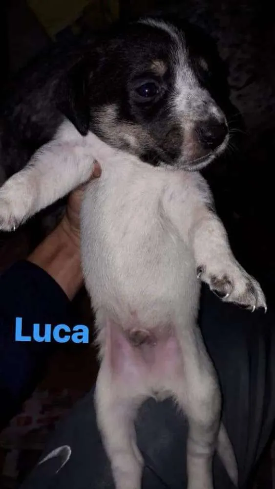 Cachorro ra a  idade Abaixo de 2 meses nome Filhotes Diadema 1