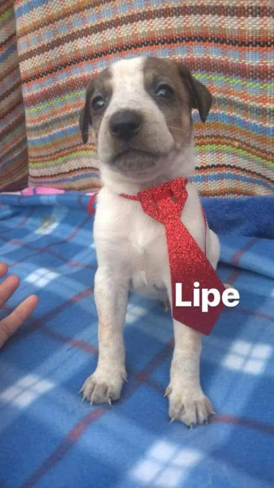 Cachorro ra a  idade Abaixo de 2 meses nome Filhotes Diadema 1