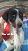 Filhotes Diadema 1