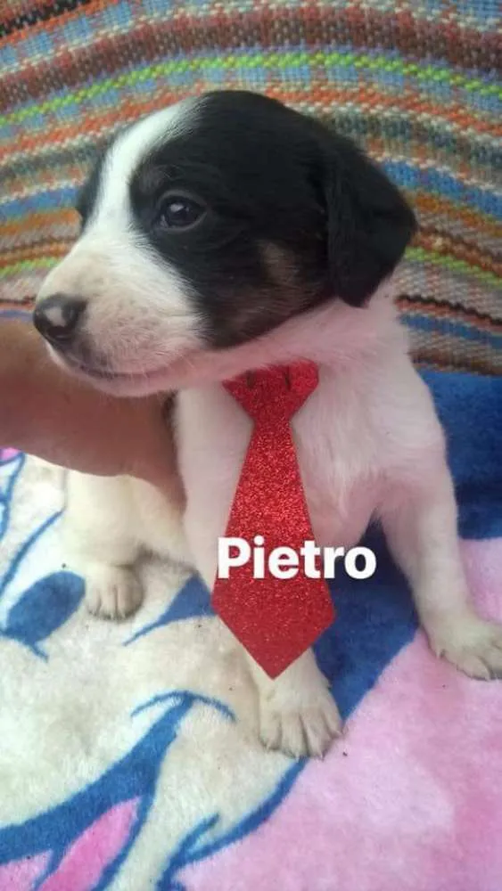 Cachorro ra a  idade Abaixo de 2 meses nome Filhotes Diadema 1
