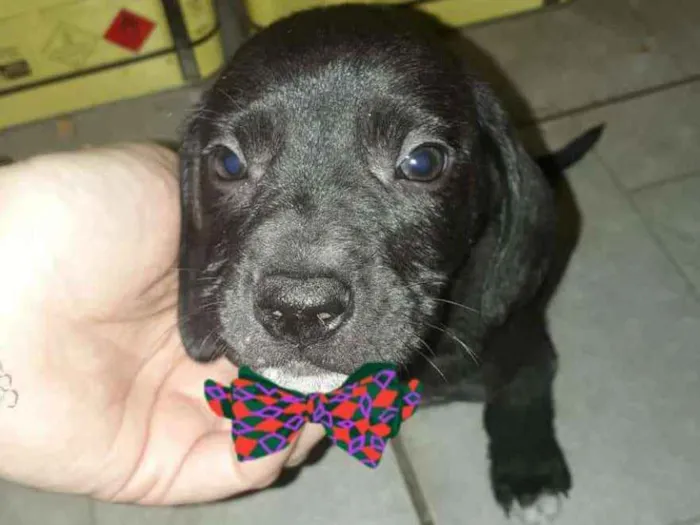 Cachorro ra a  idade 2 a 6 meses nome Filhotes Diadema 2