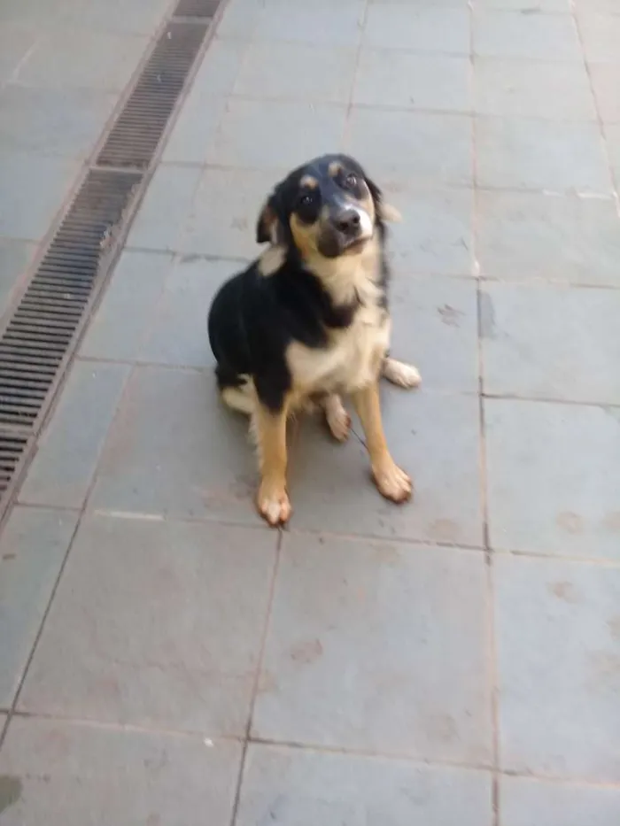 Cachorro ra a Desconhecida idade 2 anos nome Fumaça